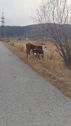 The video shows a cow and her calf standing in a field next to a paved road. The cow is brown with a white face, and the calf is brown and white. The calf is nursing from the cow. In the background, there are other cows grazing in the field. There is a hill in the distance and power lines visible on the horizon. The sky is overcast. A bare tree stands near the cow and calf. The ground is covered in dry grass and weeds. The camera is still and focused on the cow and calf.