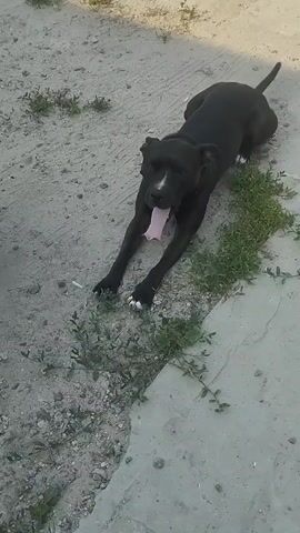 A black pit bull is lying on its stomach on a dusty, outdoor surface with patches of green weeds. The dog's front legs are stretched out in front of it, and its tongue is hanging out of its mouth. The dog has a white marking on its chest. The scene appears to be in a rural or undeveloped area, with a mix of dirt, gravel, and some concrete. The lighting suggests it is daytime, with sunlight casting shadows. There is no visible text in the media.