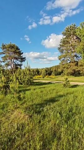 The video shows a grassy field dotted with small pine trees under a partly cloudy blue sky. The grass is green and tall, and there are larger trees on the edges of the field. In the distance, there is a glimpse of a white vehicle parked among the trees. The camera is relatively still, offering a wide shot of the landscape. The scene conveys a sense of peacefulness and natural beauty.