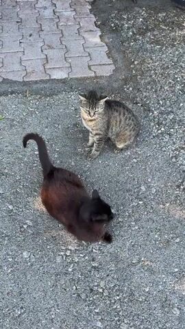 Two cats are on a paved surface. One cat is black with some brown fur, and the other is a tabby. The tabby cat approaches the black cat and sniffs its head.