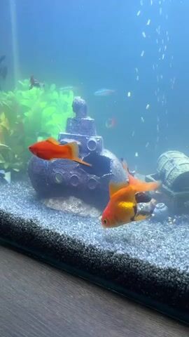 The video shows an aquarium with several fish swimming around a submarine-shaped decoration and a treasure chest. There are small, orange goldfish, a red fish, and some neon tetras visible. Bubbles are rising from an air stone in the upper right corner of the tank, creating an effect of underwater activity. The aquarium has a gravel substrate at the bottom and green plastic plants in the background. The lighting is bright, illuminating the underwater scene.
