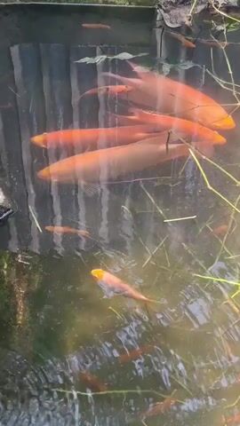 A school of orange koi fish swim in a pond. The water is clear and shallow. Sunlight filters through the water, illuminating the fish. Some of the fish are larger than others, and they are all swimming in different directions. There are some plants in the pond, and the bottom of the pond is visible. The pond appears to be outdoors, and the water is calm. The reflections of trees can be seen on the surface of the water.