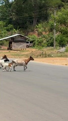 A group of goats is seen crossing a paved road in a rural or semi-rural setting during the daytime under clear, sunny weather. The first goat, predominantly white with a black head and neck, walks from left to right across the road. Following it are two other goats: a smaller, mostly white goat with brown markings, walking close behind a larger, multi-colored goat (brown, white, and spotted).

In the background, there are several houses, some appearing to be under construction or newly built, with concrete walls and green corrugated roofs. A pile of sand is visible in front of one house. Beyond the houses, lush green hills covered with trees rise in the distance. Power lines and poles are also visible. The ground immediately adjacent to the road and houses is unpaved and appears sandy or dusty. The scene suggests a village or small town environment in a warm climate, consistent with Davasan, Laos.