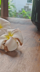 Macro exploration of a wet tropical garden in Baan Bo Phut