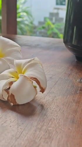 Macro exploration of a wet tropical garden in Baan Bo Phut