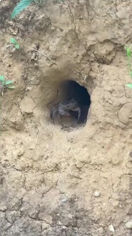 A crab is seen emerging from a burrow in a muddy embankment. The embankment is covered with small green plants, and the burrow opening is dark and circular. The crab is partially visible, with its claws and body extended. The video is shot from a slightly elevated angle, looking down at the embankment and the water at the bottom.