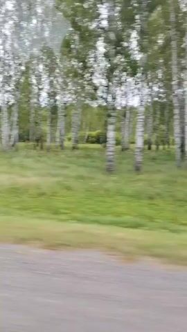 The video shows a blurry outdoor scene of trees and grass from the perspective of a moving vehicle. The trees appear to be birch trees with white trunks. The grass is green and appears to be uncut. The ground in the foreground is a dirt or gravel road. The lighting suggests it is daytime, but the sky is overcast. The video is shaky, indicating movement.