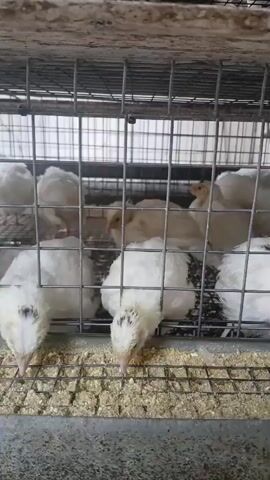A close-up shot shows a group of young white quails huddled together in a metal cage. The cage has multiple levels, and the quails are gathered on the bottom level, some of them pecking at feed in a trough. The background is blurred, but appears to be part of a larger enclosure or facility. The lighting is somewhat dim, casting shadows on the birds and the cage. The video pans slightly to the right, revealing more of the quails and their environment. The overall impression is of a farm or agricultural setting where young birds are being raised.