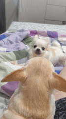 Two chihuahuas playing on a bed in Chelyabinsk