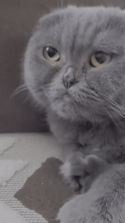 Grumpy Scottish Fold cat and a lush Russian backyard garden