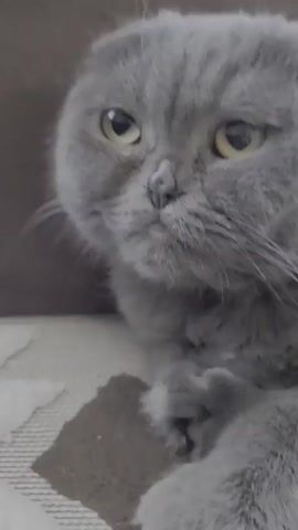 A close-up video shows a grey Scottish Fold cat with folded ears and yellow eyes. The cat is looking directly at the camera with a somewhat grumpy expression. The background is out of focus and appears to be a sofa or cushion. The lighting is dim, casting shadows on the cat's face.