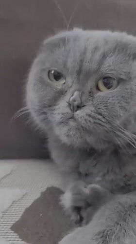Grumpy Scottish Fold cat and a lush Russian backyard garden