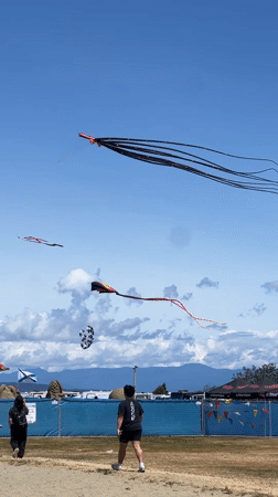 Kite festival fills the sky over Parksville on a clear day