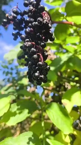 A close-up, low-angle shot focuses on a cluster of dark, ripe elderberries hanging from a branch, with lush green leaves and a bright blue sky visible in the background. The berries are small, round, and a deep purple-black color, with some appearing slightly wrinkled. The branch is a reddish-purple, and the leaves are a vibrant green, some catching the sunlight. The overall impression is of a natural, outdoor setting on a sunny day.
