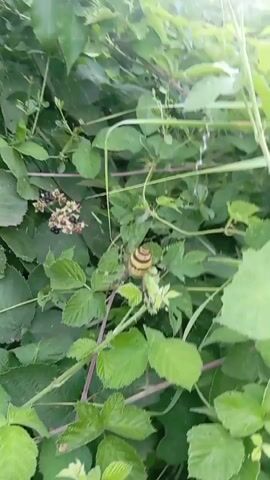 A wasp spider is seen on its web in between green leaves and branches. The spider is yellow with black stripes and has eight legs. In the background, there are some berries on a branch. The spider is positioned in the center of the frame, and its web is visible around it.