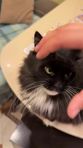 A human hand pets a black and white cat's head. The cat has green eyes and a fluffy white chest. The cat is on a table with a patterned placemat.