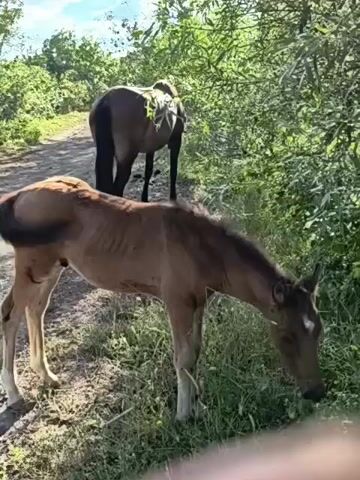 This video captures a serene outdoor scene featuring two horses. In the foreground, a young, light brown foal is grazing on lush green grass. The foal has a white blaze on its forehead and appears healthy, though its ribs are slightly visible, suggesting it might be young or lean. Behind the foal, a larger, darker horse stands with its back to the camera, also surrounded by abundant vegetation. The setting is natural, with a dirt path visible to the left of the foal and dense green foliage filling the background and right side of the frame. The lighting suggests it is daytime, likely morning or afternoon, with sunlight filtering through the leaves. The overall mood is peaceful and tranquil, with the horses calmly engaged in their natural behavior. There is no visible text in the video. The location context provided is Pushkino, Ukraine.
