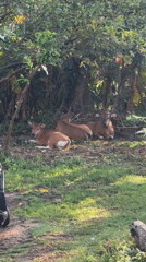 Evening walk captures resting Balinese cows in Kuta