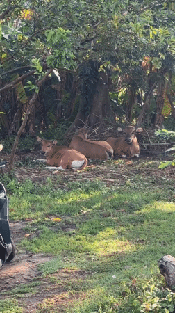 Evening walk captures resting Balinese cows in Kuta