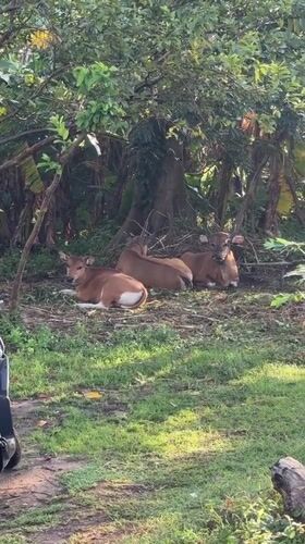Evening walk captures resting Balinese cows in Kuta
