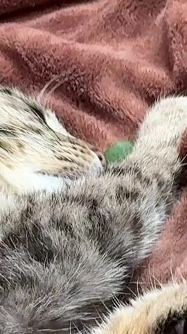 A close-up shot shows a cat sleeping on a reddish-brown, fuzzy blanket. The cat's fur is a mix of grey, brown, and black stripes. A small, round, green object, possibly a piece of catnip, is resting near the cat's nose and paw. The cat's eyes are closed, and it appears to be in a deep sleep. The focus is on the cat's face and the green object. The video is short, lasting only a few seconds, and primarily captures the peaceful moment of the cat's slumber.
