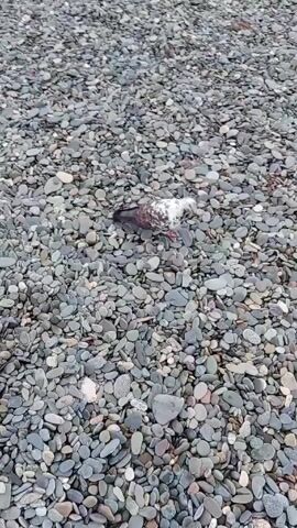 The video shows a pigeon on a stony beach. The pigeon has grey and white plumage. The beach is covered in small, smooth, grey stones. The pigeon moves slightly, walking a short distance across the stones. The video focuses on the pigeon as it moves.