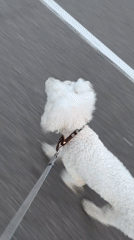 White poodle and skateboarder cruise Krasnoyarsk's riverside promenade