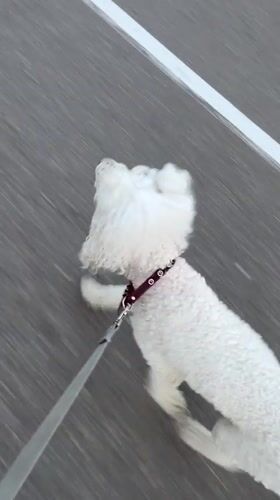 White poodle and skateboarder cruise Krasnoyarsk's riverside promenade