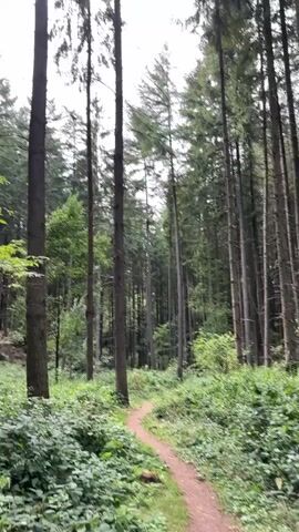 The video shows a narrow dirt path winding through a dense forest. Tall, slender pine trees dominate the scene, their dark trunks stretching upwards towards a hazy sky. Lush green foliage and undergrowth line the path, creating a sense of enclosure and natural beauty. The path appears well-worn, suggesting it is frequently used. The lighting is diffused, indicating an overcast day or a shaded area within the forest. There are no people or animals visible in the frame. The overall impression is one of a tranquil and secluded woodland environment.