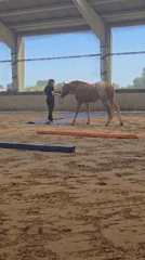 Horse training session observed at indoor arena in Belgium