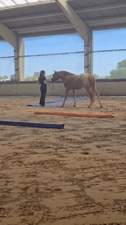 Horse training session observed at indoor arena in Belgium