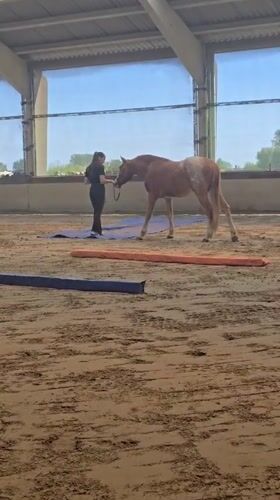 Horse training session observed at indoor arena in Belgium