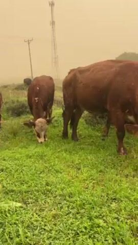 The video shows a group of brown cows grazing on green grass. The sky is a hazy orange color. There are power lines and a cell tower visible in the background. The cows are standing close together and eating grass. The video is taken from a stationary position. There is a metal pole on the right side of the frame.