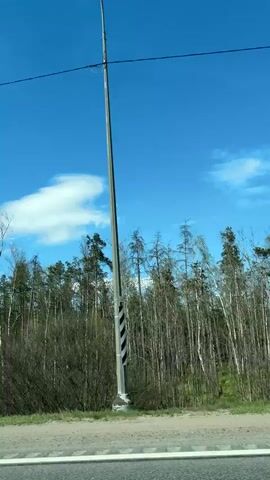 The video shows a view from a moving vehicle driving along a road beside a forest on a sunny day with a bright blue sky and some clouds. The forest consists of tall trees with bare branches and some green trees, alongside some lower shrubbery. A utility pole passes by.