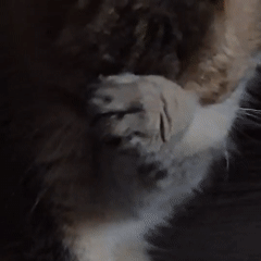 Tabby cat eating and grooming at home in Kemerovo