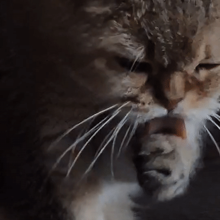 Tabby cat eating and grooming at home in Kemerovo