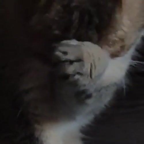 Tabby cat eating and grooming at home in Kemerovo