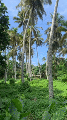Early morning scenes captured in tropical Ahangama, Sri Lanka