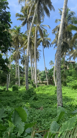 Early morning scenes captured in tropical Ahangama, Sri Lanka