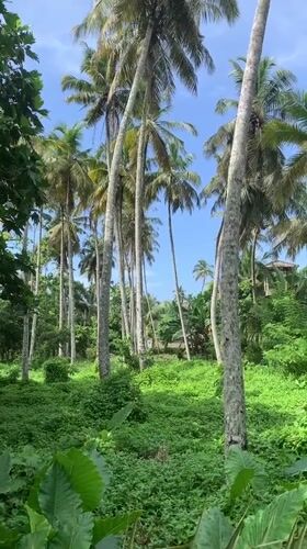 Early morning scenes captured in tropical Ahangama, Sri Lanka
