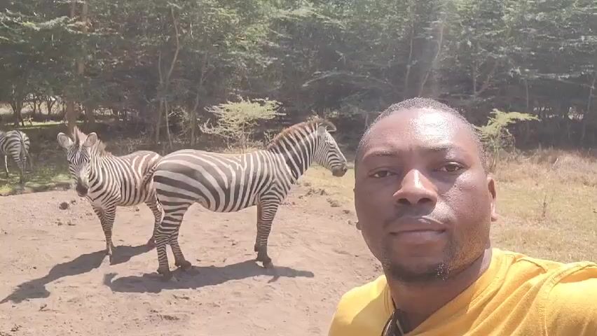 The video shows a man in a yellow shirt taking a selfie with a group of zebras in the background. There are three zebras clearly visible, standing on a dirt patch with trees in the background. The man is looking directly at the camera. The scene appears to be set in a natural environment, possibly a safari or a wildlife park.