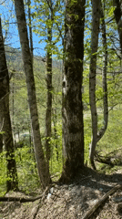 Adult, child explore forest path near ancient stone formations