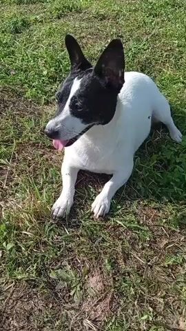 A medium-shot video shows a black and white dog lying on green grass in a yard. The dog has large, pointed ears and is panting with its tongue hanging out. Its body is mostly white with black markings on its head and ears. The grass is somewhat dry and patchy in places, with some dirt visible. In the background, out of focus, are parts of outdoor furniture, including chairs and a table. The lighting suggests it is a sunny day.