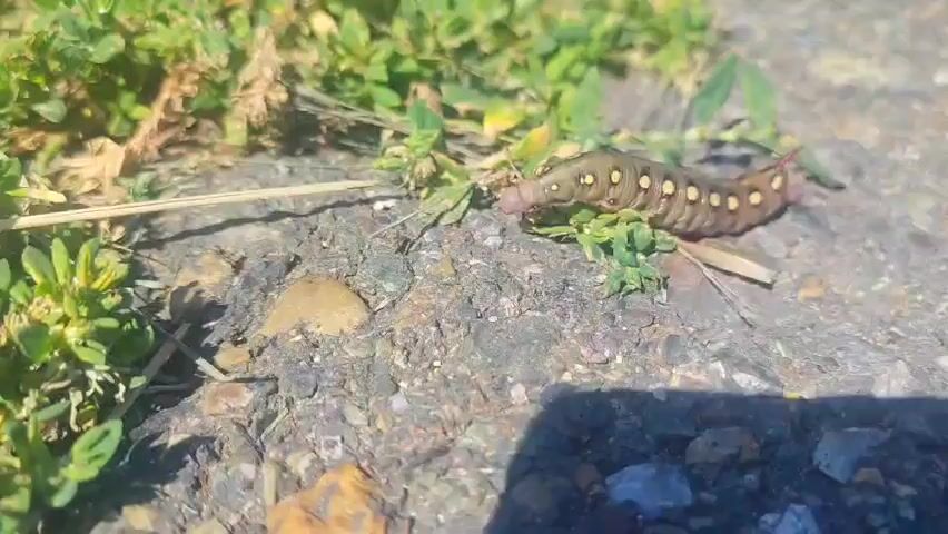 A large caterpillar with yellow spots is moving across a rough, gray surface. Green plants are visible around the caterpillar, and some dry grass or twigs are also present. The caterpillar is oriented from left to right, with its head on the left side of the frame. It appears to be on a path or road. The lighting suggests it is daytime.