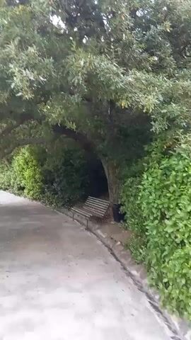 A paved path curves through a park-like setting, bordered by lush green bushes and trees. Sunlight filters through the dense foliage, creating a dappled effect on the path. A wooden bench is nestled beneath the arching branches of a large tree. The camera pans to reveal more of the surrounding greenery and a glimpse of the sky through the leaves.