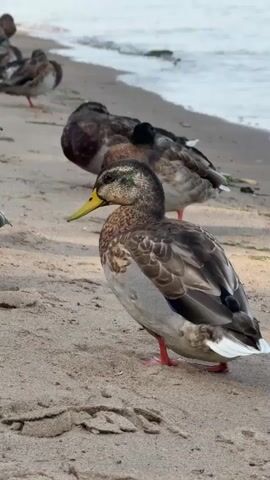 The video shows a close-up view of several ducks on a sandy beach. The ducks are mostly brown and white with some darker markings. One duck in the foreground is standing and looking to the left. Another duck is behind it, also standing and looking to the left. In the background, there are more ducks, some of which are sleeping or resting with their heads tucked. The water is visible in the background, and it appears to be a calm body of water. The sand is light brown and has some footprints visible. The lighting suggests it is daytime.