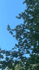 Morning observer captures flowering tree against clear blue sky
