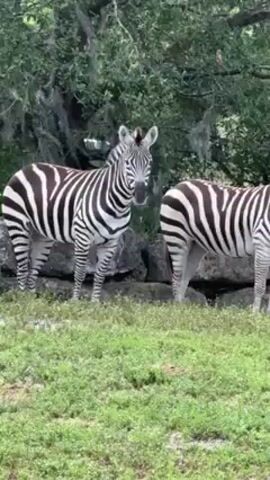 Here's a description of the video:

The video shows two zebras standing in a grassy field with trees and rocks in the background. One zebra is facing the camera and looking directly at it. The other zebra is standing to the side and facing away from the camera. The zebras are both black and white striped. The grass is green and the trees are lush. The rocks are gray.