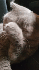 Gray cat performs routine grooming behavior on dark surface