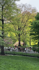 Person enjoys beverage in spring Central Park evening